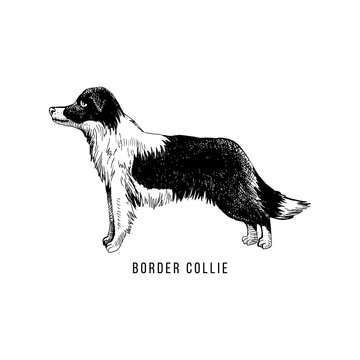 Hand sketched border collie