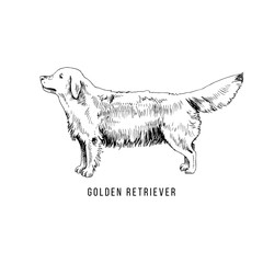 Hand Drawn Golden Retriever