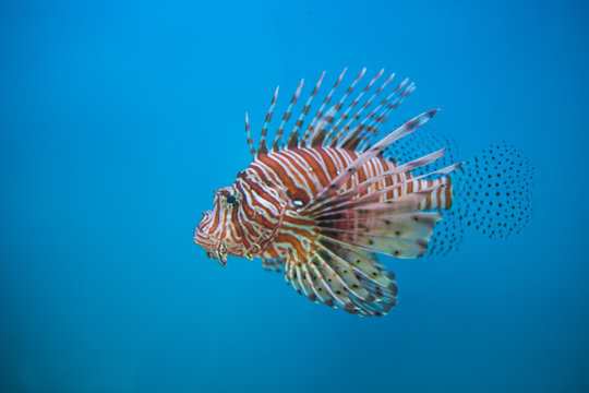  Lion fish in aquarium