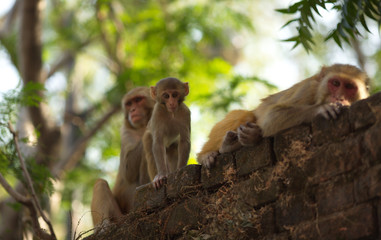 monkeys on the wall