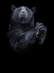 Foto op Plexiglas American black bear (Ursus americanus) the black and white portrait © Vera Kuttelvaserova