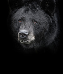 American black bear (Ursus americanus) the black and white portrait