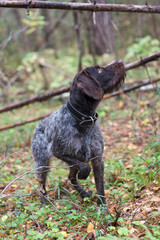 hunting dog stands in a pine forest