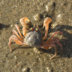 crab on the beach