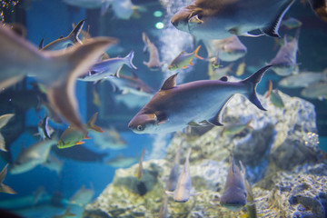 Water fish in Asian Aquarium