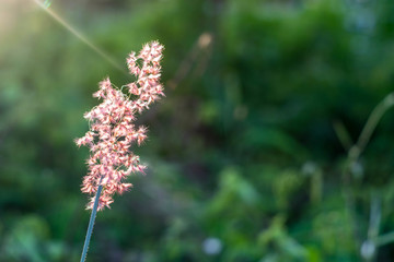 The grass is the second light. Impact is light, beautiful