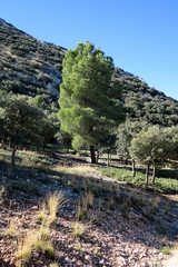 Arbre dans la montagne