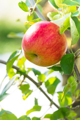Organic fresh red apple tree in farm garden orchard. High fiber fruit.