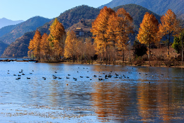 Obraz premium 泸沽湖秋景