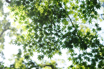 風に揺れる紅葉