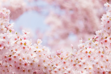 Pink sakura flower bloom in spring season. Vintage sweet cherry blossom soft tone texture background. © sirins