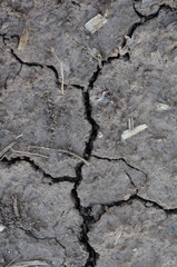 A dry land with cracks.
