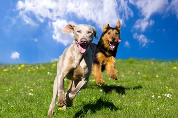 Fototapeten Zwei glückliche Hunde, die unter blauem Himmel auf den Betrachter zulaufen © KDImages