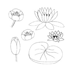  illustration of lotus bud and leaf isolated