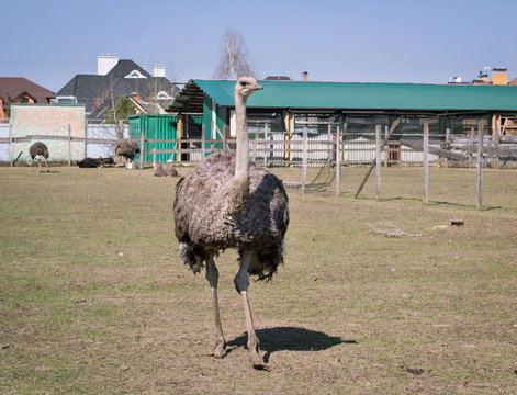 African ostrich on countryside bird farm in village