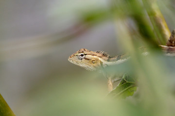 A garden lizard in a green tree.