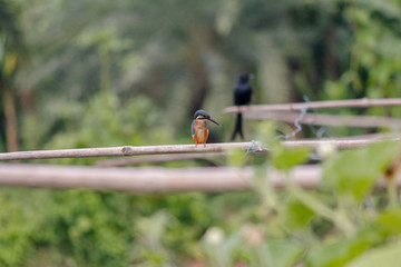 A kingfisher is looking for his food.