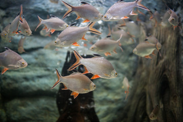 Water fish in Asian Aquarium