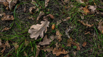 oak leaves lie on the green grass