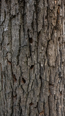 cut of a stump tree in the forest, texture and background for designers