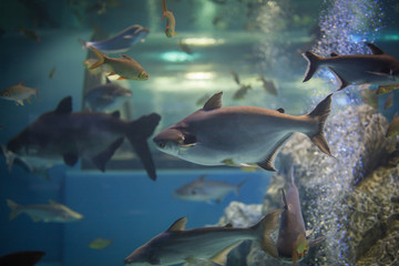Obraz premium Big fish in asia