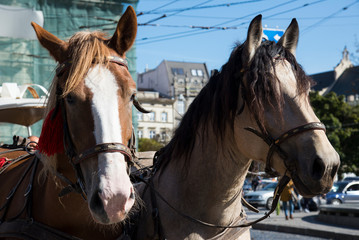 Obraz premium Horses in old city. Lviv. Ukraine