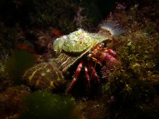 Hermit Crab in the Mediterranean Sea in Mallorca, Spain