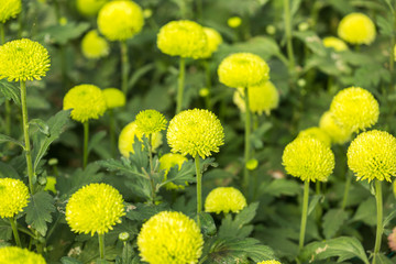 Flowers, flowers chrysanthemum, Chrysanthemum wallpaper 