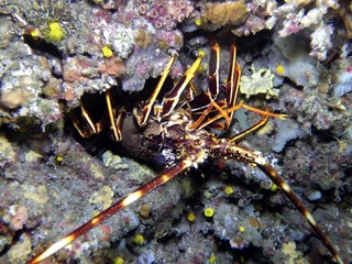 Lobster in the Mediterranean Sea in Mallorca, Spain