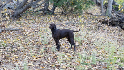 German Shorthaired Pointer Dog