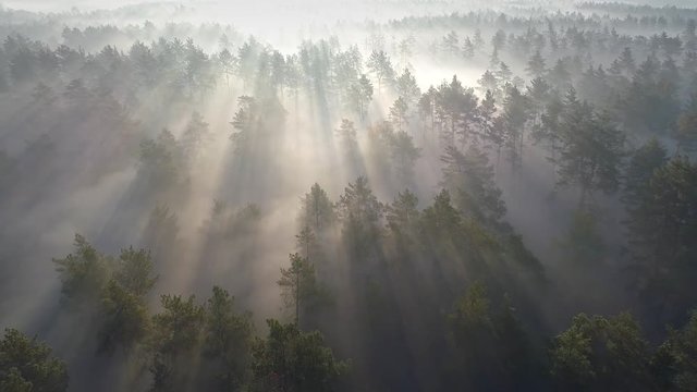 Flying over green foggy forest at sunrise. Aerial view