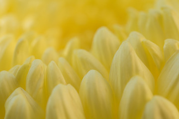 Yellow Petals Background