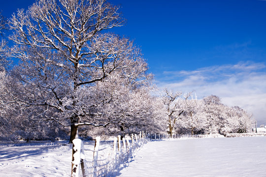 Fence Between Snow Covered Field And Oak Trees