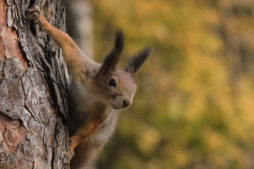 The squirrel on the trunk of a tree in the autumn park. Background is blurred.