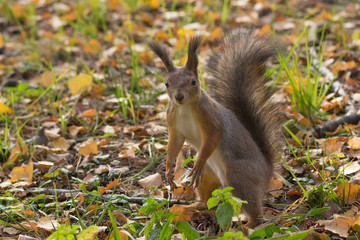Naklejka na ściany i meble The squirrel in the autumn park. Background is blurred.