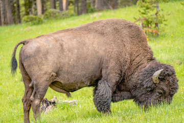 American Bison Feeding in the Grasslands