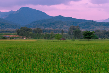 Fototapeta premium The foggy mountain background, morning light, paddy rice field, intimate nature wallpaper, beautiful natural scenery, colorful seasonal changes.