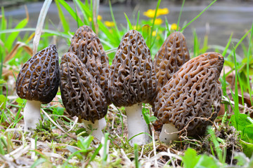 A  large group of morels by a stream