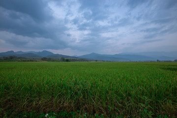 Obraz premium The foggy mountain background, morning light, paddy rice field, intimate nature wallpaper, beautiful natural scenery, colorful seasonal changes.
