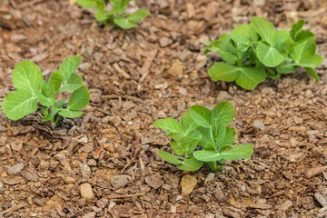 garden pea seedlings growing in garden