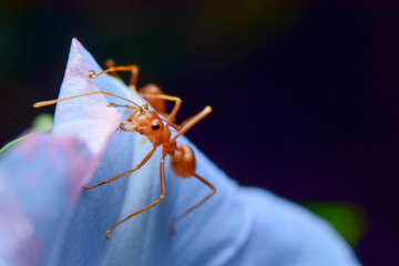 The ant stands on the leaf graceful gesture.