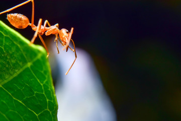 The ant stands on the leaf graceful gesture.