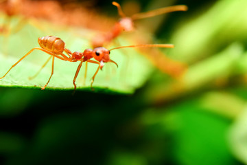 The ant stands on the leaf graceful gesture.