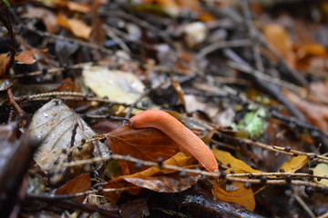 Nacktschnecke im Herbstwald