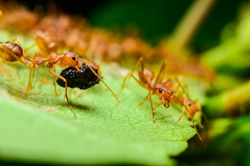 The ant stands on the leaf graceful gesture.