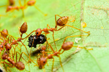 The ant stands on the leaf graceful gesture.