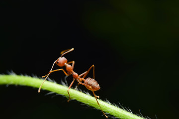 The ant stands on the leaf graceful gesture.