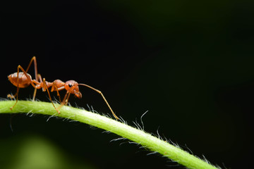 The ant stands on the leaf graceful gesture.