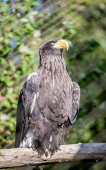 Obraz premium portrait of an eagle
