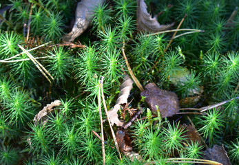 Green fluffy moss.